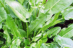 sorrel