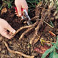 Root cutting 