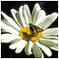 Activities (Image: Flower c/o Jersey TB) 