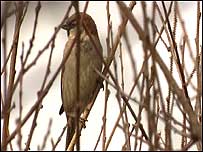 Sparrow