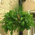 Herbs