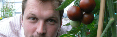 A purple tomato
