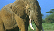 The Elephant's Guide to Sex