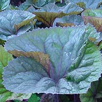 Ligularia