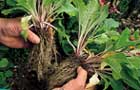 Dividing primula