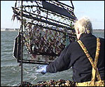 Oyster farming