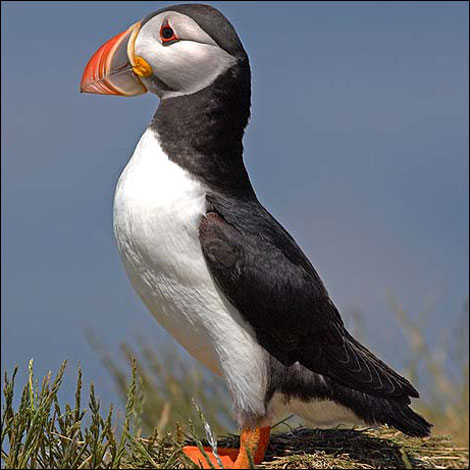 1 Puffins on Farne Islands