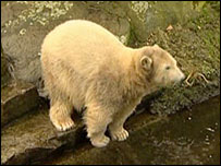 Urso Knut