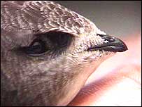 A swift