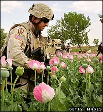 Bir Amerikan askeri Helmand eyaletinde bir afyon tarlasında inceleme yapıyor
