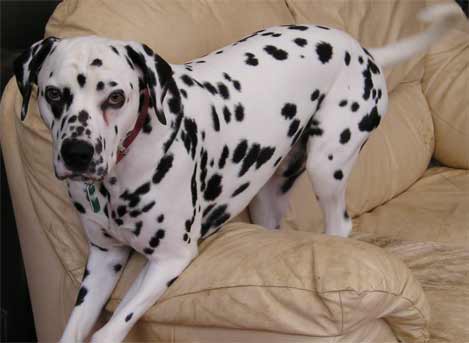 Humphrey