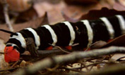 Caterpillar