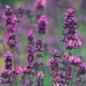 Lavandula 