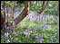luebells at West Woods