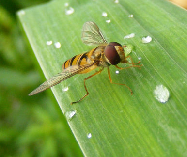 Frau Schwebfliege