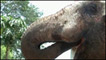 Kharsel, o elefante
