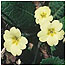 Woodlands (Image: Primrose c/o natural Engladn and George Peterken)