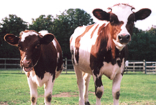 Cows