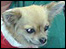 A dog