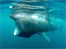 A basking shark 