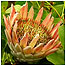 Tresco flower
