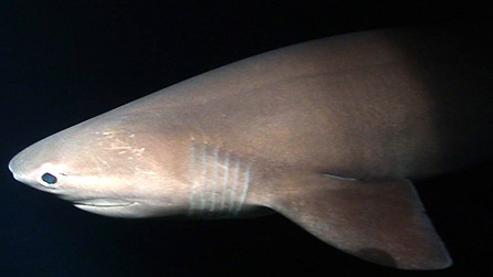 Six Gil Shark