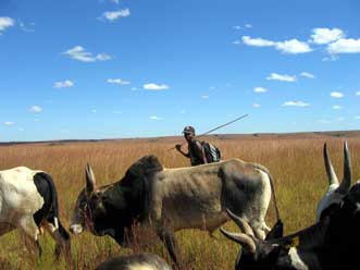 Vonjy and his cattle