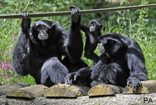 Gibbons