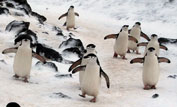 Penguins in the snow