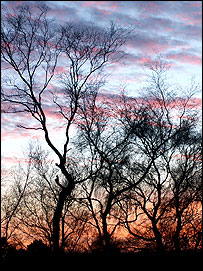 Winter woodland