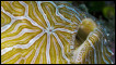 Peixe-sapo 'psicodélico' (Crédito: ©David Hall/seaphotos.com) 
