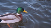 Ducky ducky