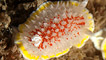 A fried egg sea slug by Rob Spray
