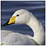 Whooper Swan c/o RSPB Images and Sue Tranter