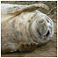 Coastal activities (Image: Seal pup c/o Dale Bentham)