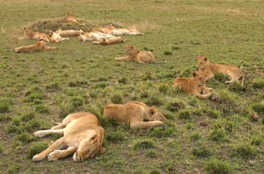 Group of sleeping lions