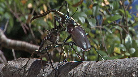 Darwins stag beetle: a male stag beetle uses his elongated mandibles to fight with competing males, Chile