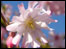 Cherry Blossom by Ralph Jones