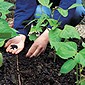 Intercrop