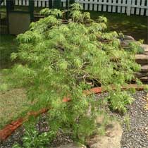 Acer