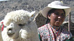 Alpaca and Gladys in Ran Ran