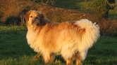 Sunstruck dog...
