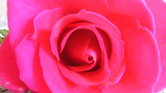 Rose frm a lover...