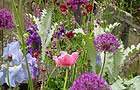 Drifts of purple and white planting