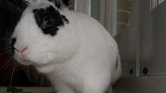 It's a Rabbit!...