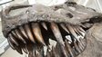 Tyrannosaurus rex skull (c) Mark Williamson / Science Photo Library