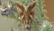 Silver Y Moth by Neil Calbrade/BTO