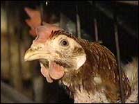 Chicken in a cage