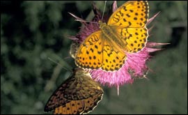 Butterflies