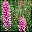 Common spotted Orchid c/o English Nature and Peter Wakely